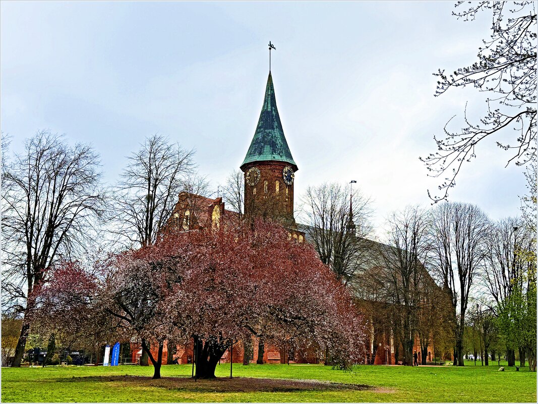 Весна на острове Канта. - Валерия Комова