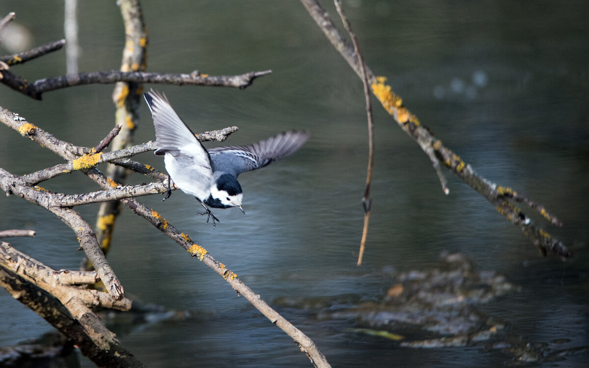 Трясогузка - Владимир Безбородов