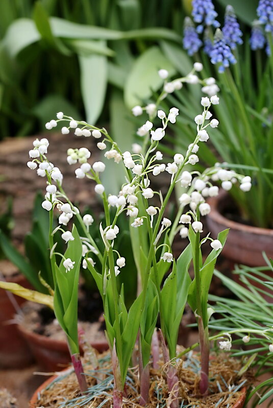 Ландыш - ZNatasha -