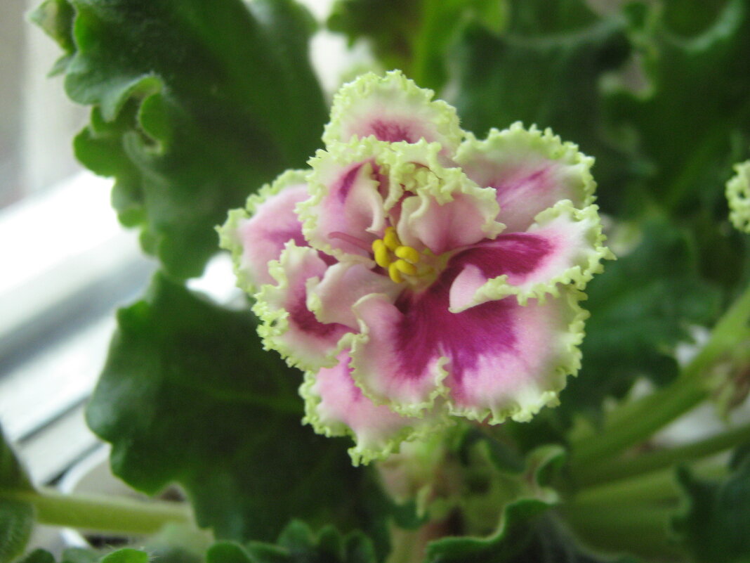 Фиалка - Елена Семигина