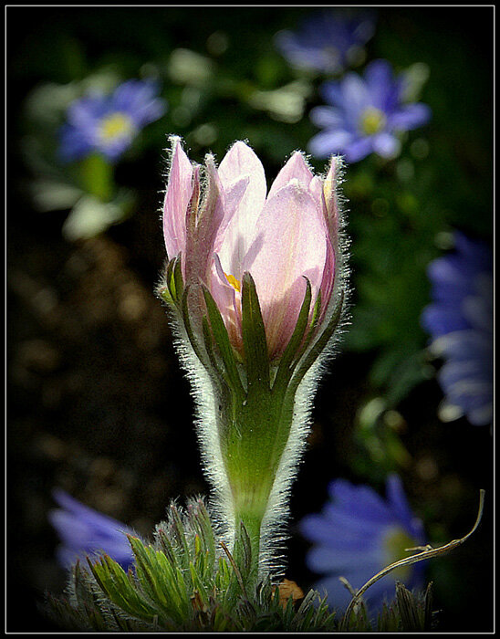 Весенний бокал - Aleksandr Gal