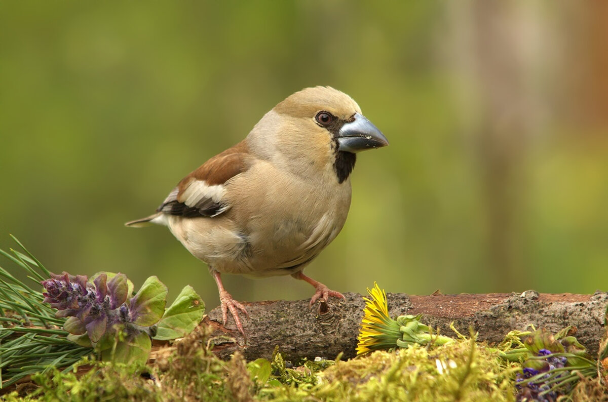 ... - Вячеслав Минаев
