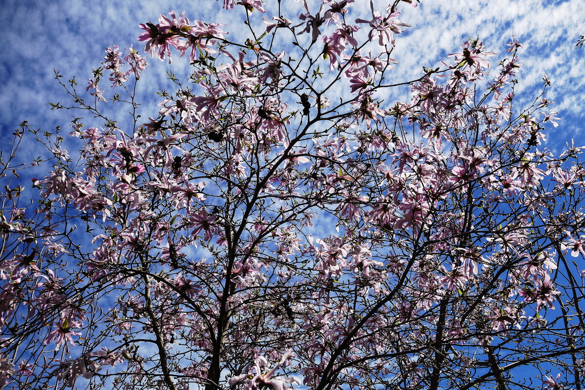Магнолия звёздчатая - Рита Симонова