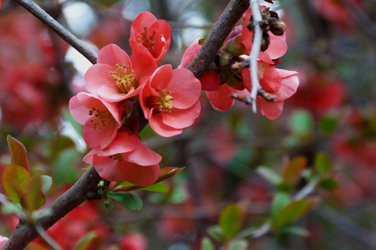 Японская  айва - Валентин Семчишин