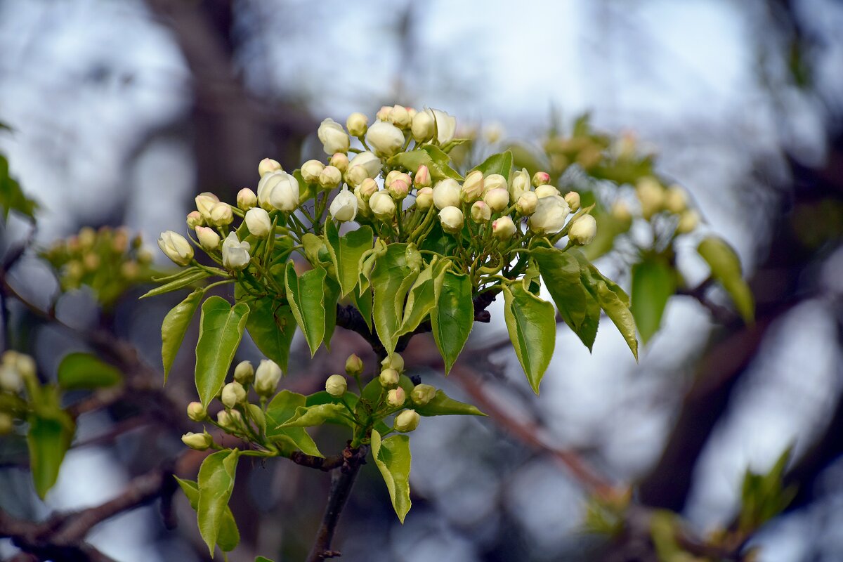 Вроде бы черёмуха - Олег 