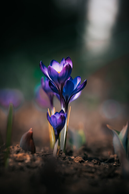 Крокусы - Игорь Шевченко