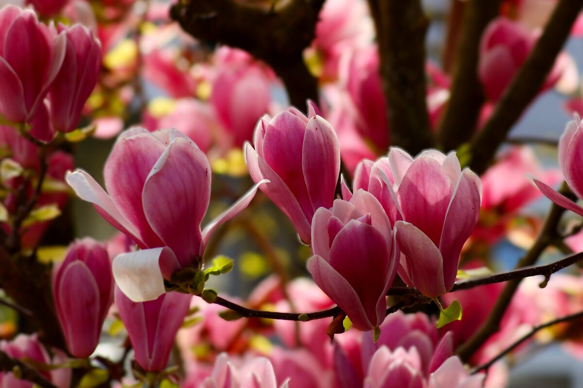 Доброе утро - Юрий. Шмаков