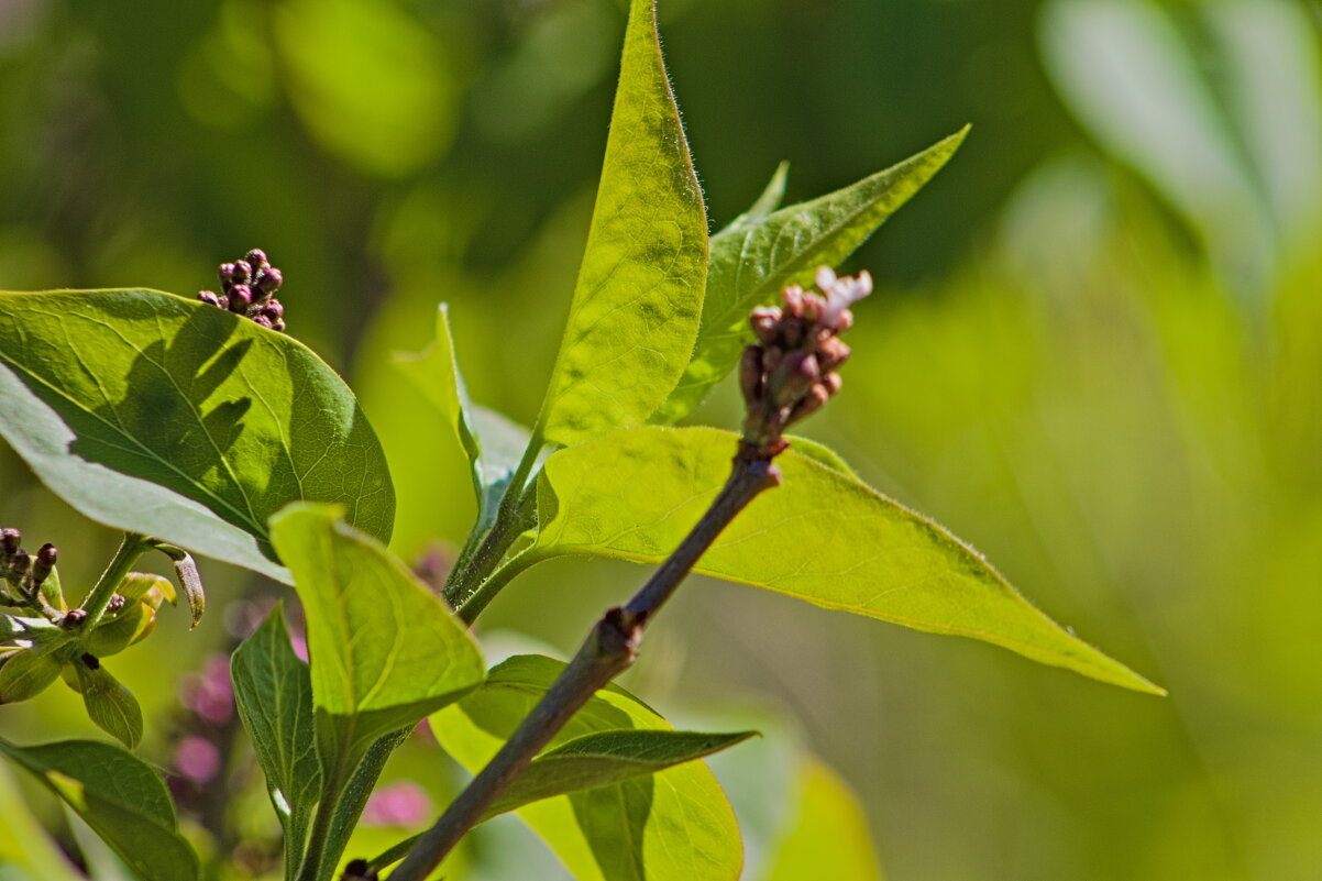 Начало - Giant Tao /