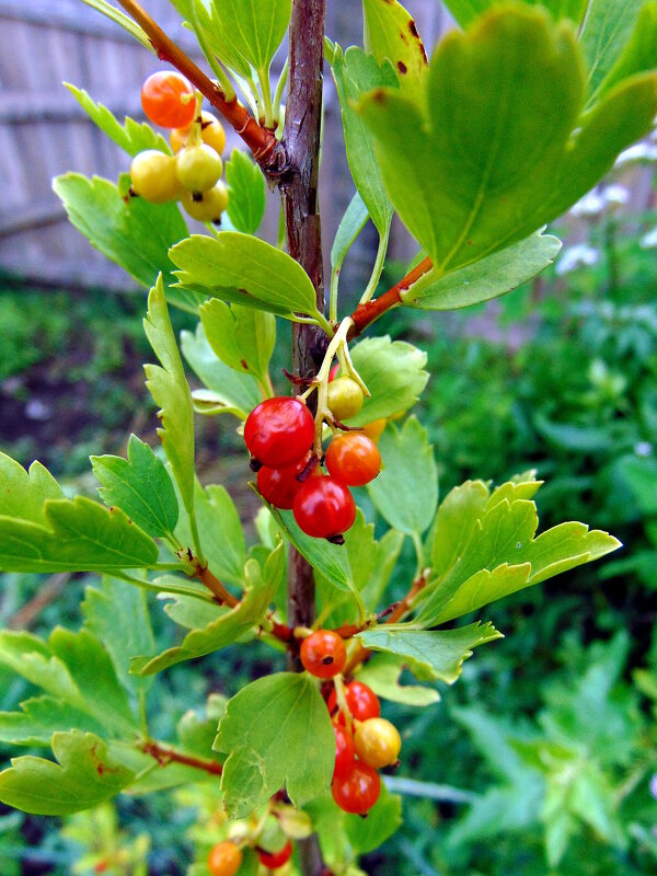 Смородина. - nadyasilyuk Вознюк