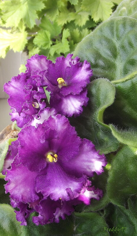 Фиалка - Freddy 97