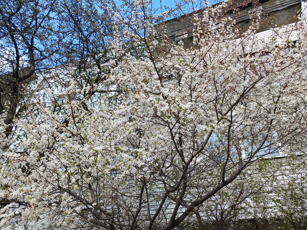 на солнечной стороне - BoxerMak Mak