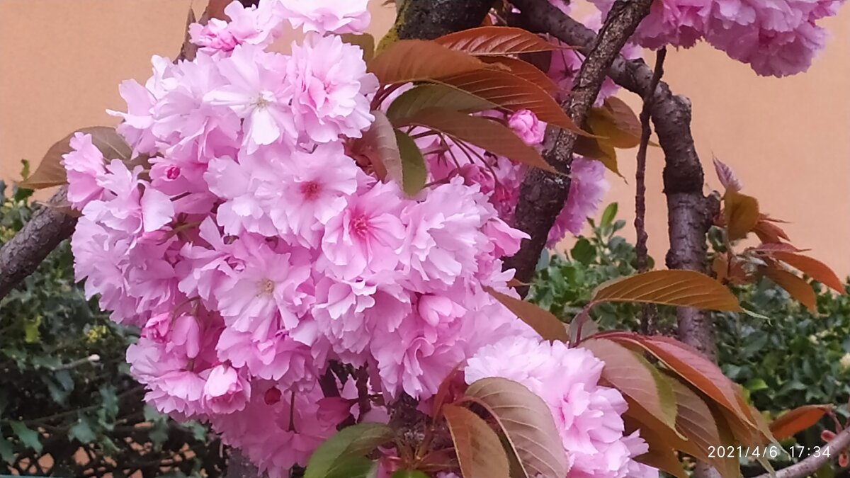 Сакура - Юлия 