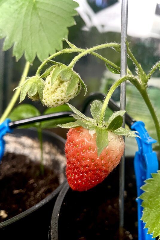 Балконное чудо - Виктор Орехов