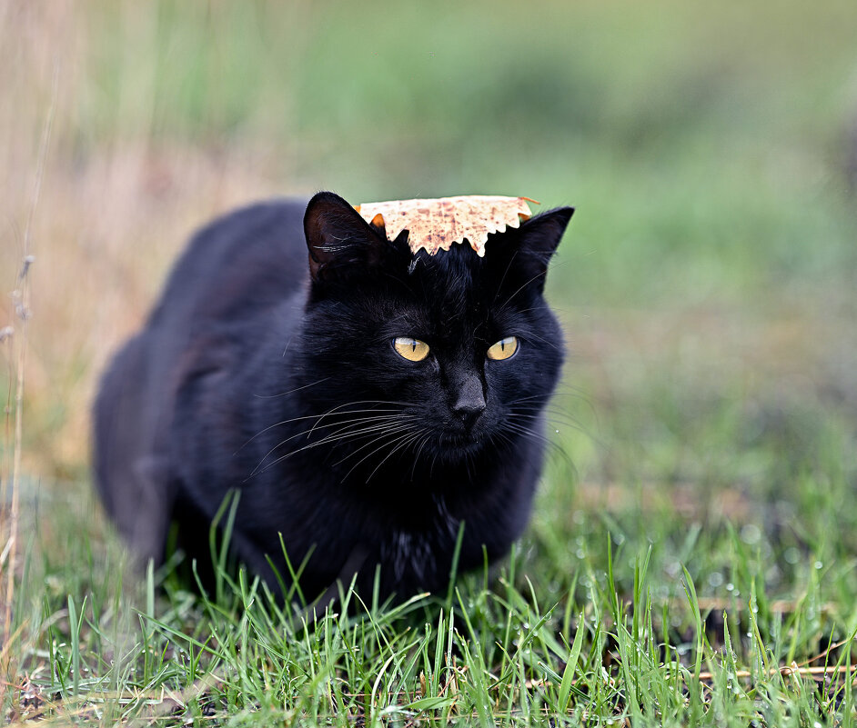 Не страшен Угольку дождик ... - Евгений Хвальчев