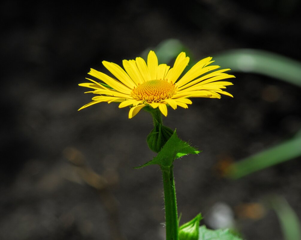 Весеннее. - Владимир 