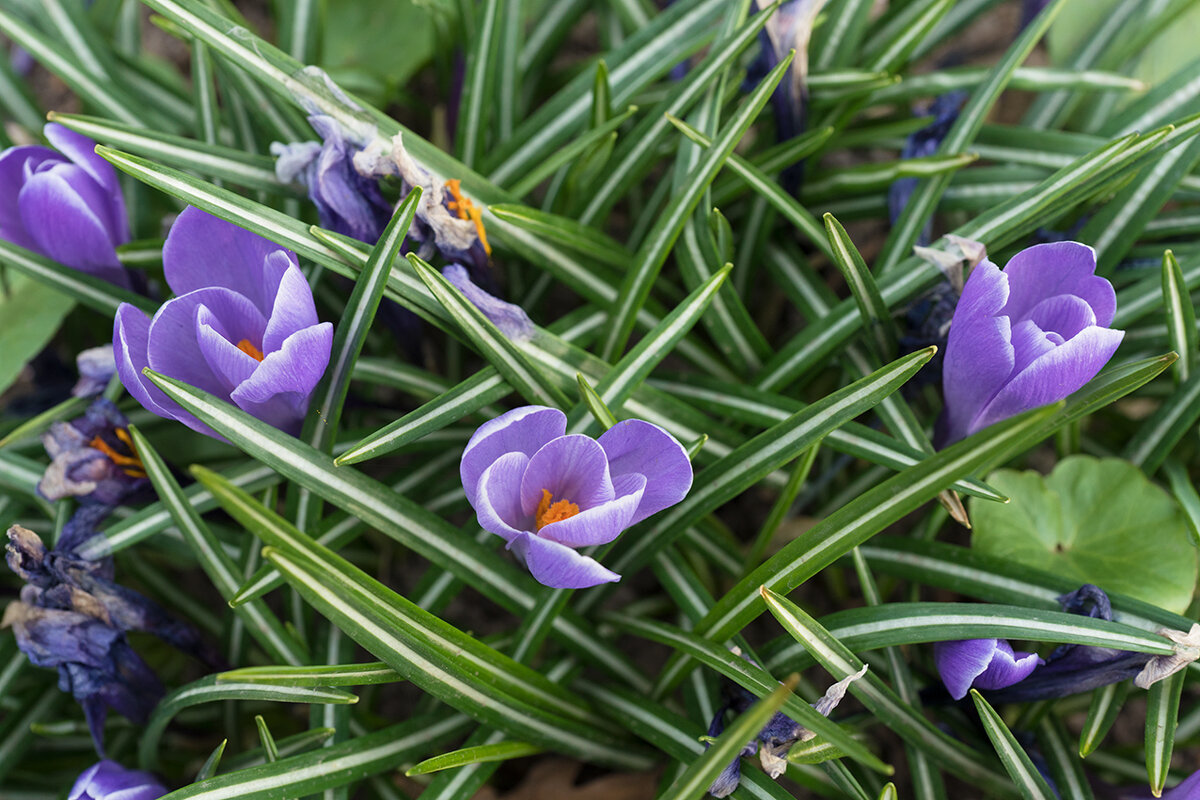 Апрель. Ботанический сал (2) - Алексей Смирнов