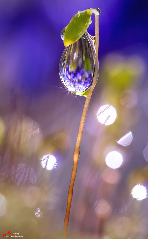 Капелька - Андрей Пристяжнюк