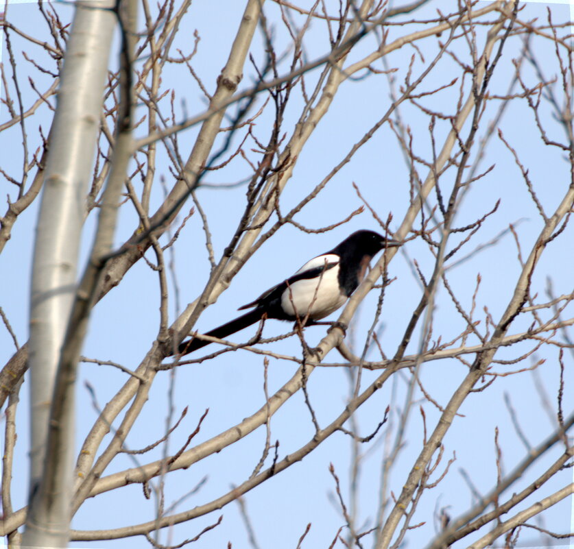 Сорока - Сергей Владимирович Егоров