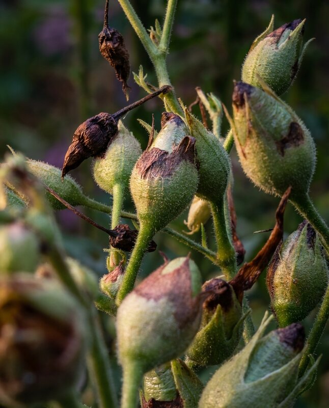 Табачные цветы - Лилия 