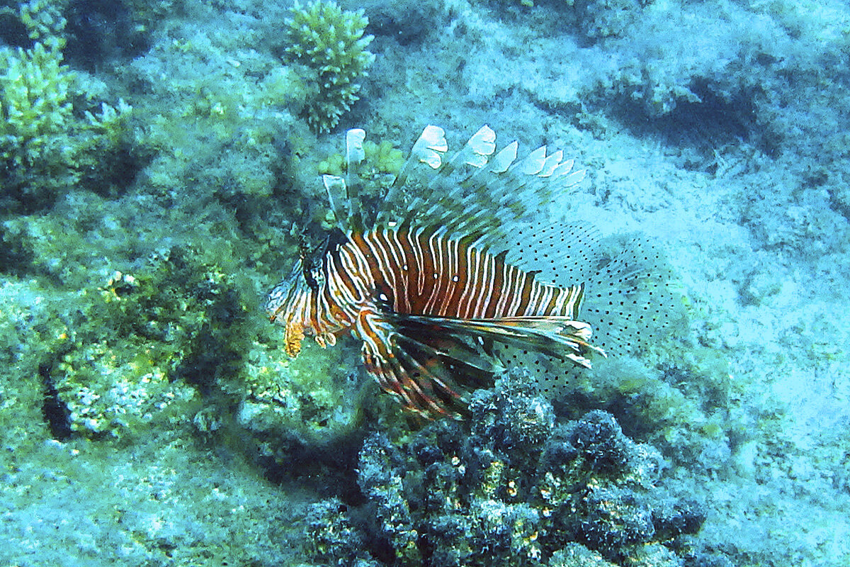 Крылатка-зебра - Сергей Сомихин
