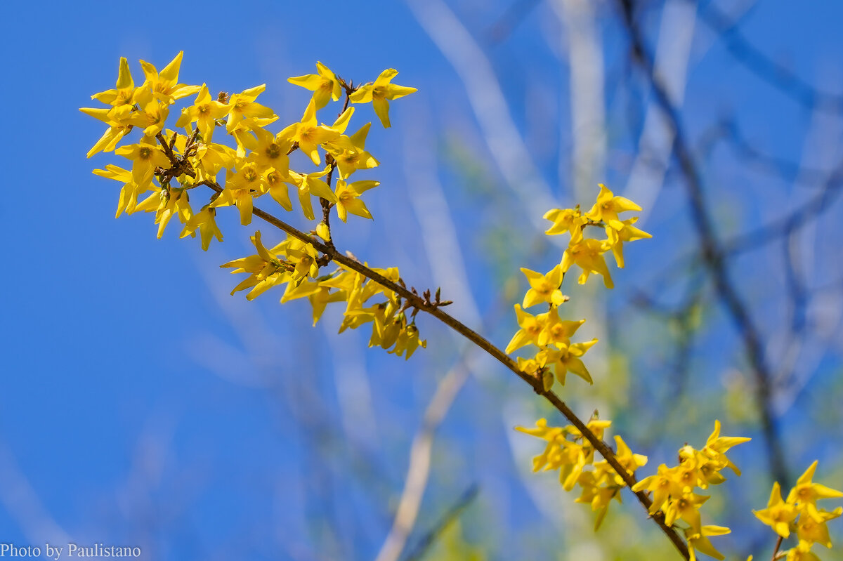 Цветущий апрель... - Владимир Жданов