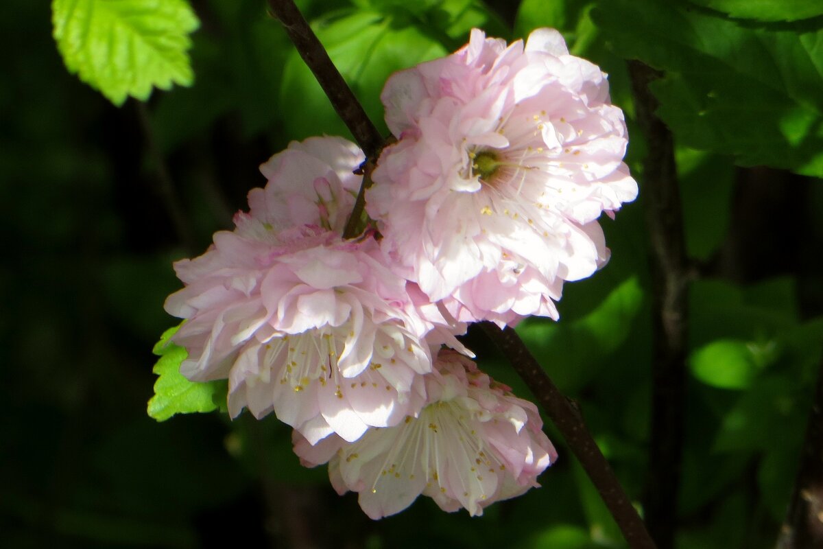 Отцветает моя любимая луизеания - Татьяна Смоляниченко