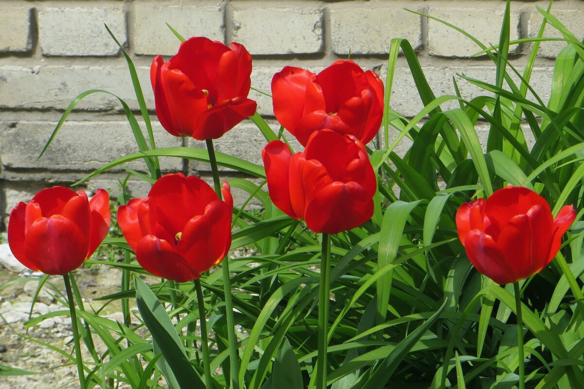 Пылают на солнце алые тюльпаны - Татьяна Смоляниченко