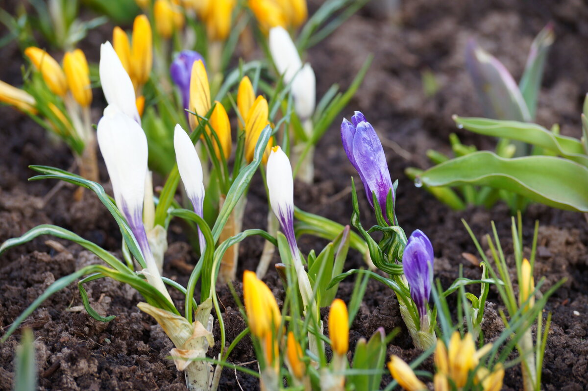 Крокусы после дождя - Сергей Ц