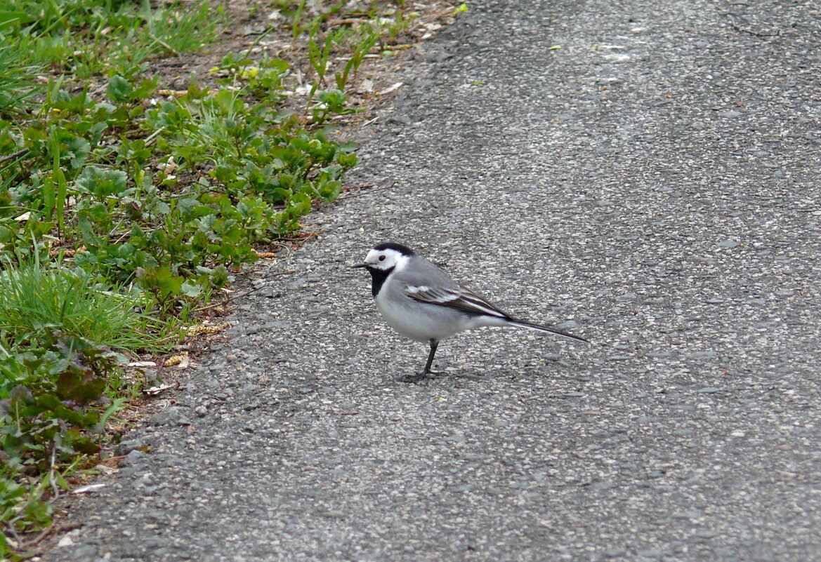 Белая трясогузка - Елена Елена