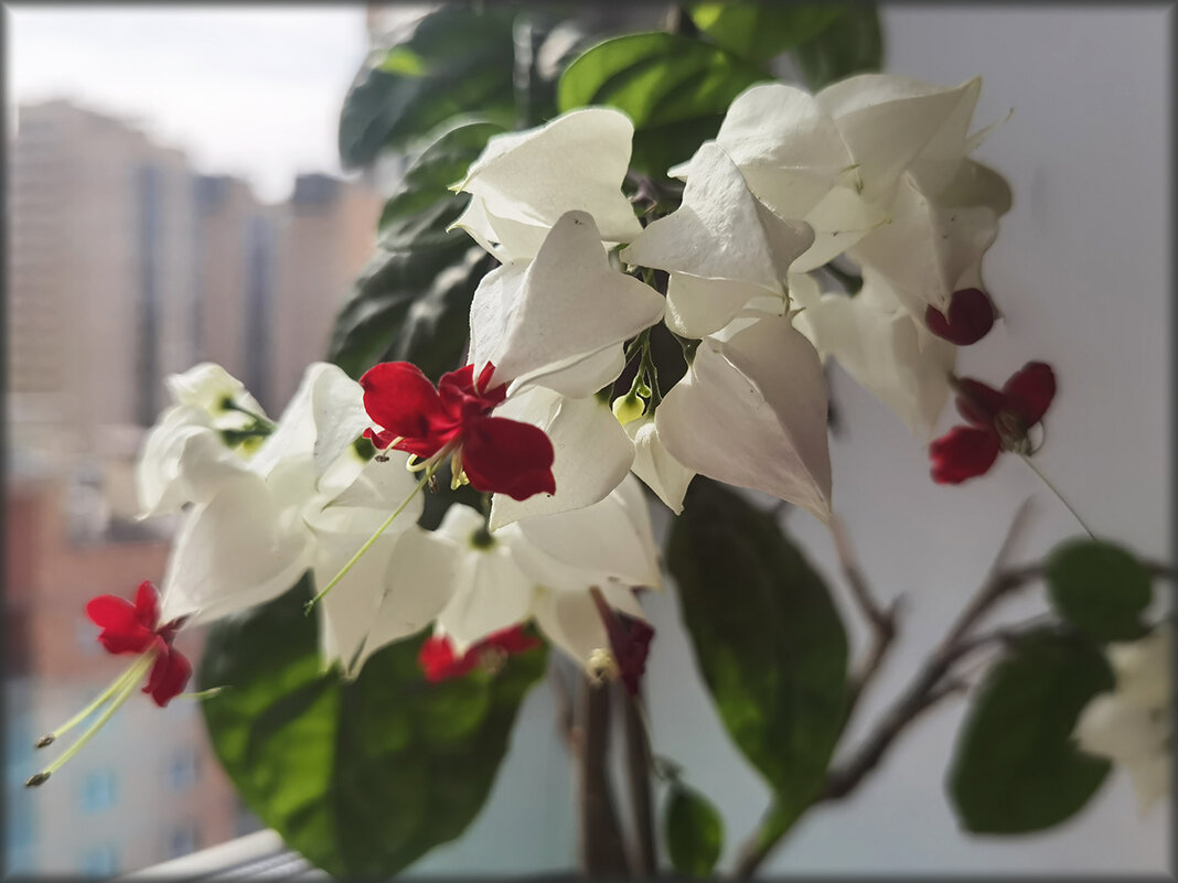 Цветёт Клеродендрум Томпсона. - Лилия *