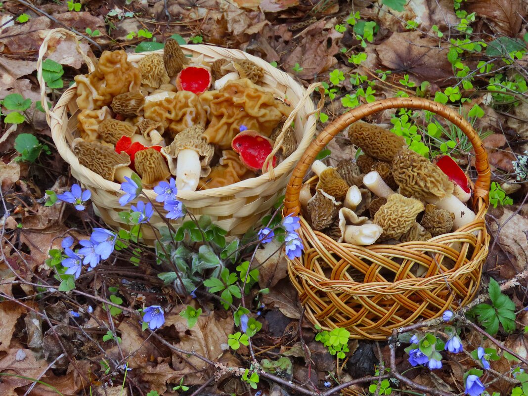 Тихая охота. - Ольга Митрофанова