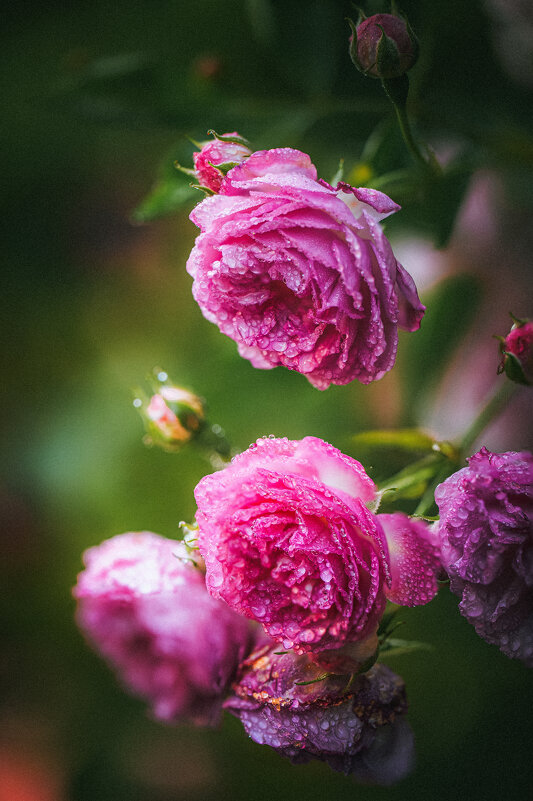 Маннингтон мав рамблер - Дмитрий 