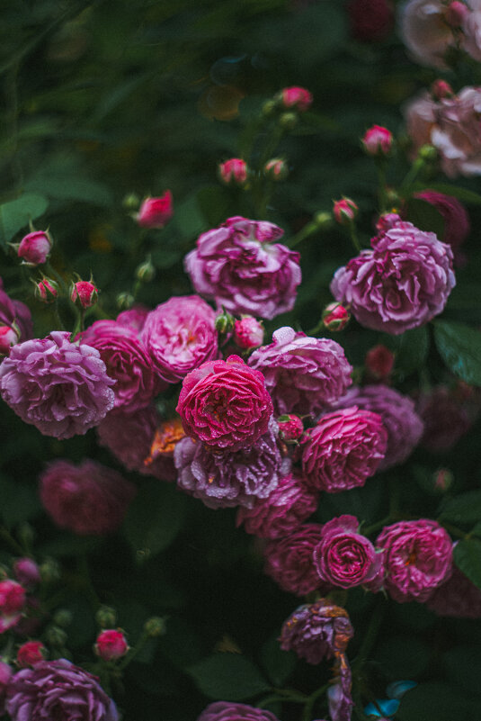 Розы в парке - Дмитрий 