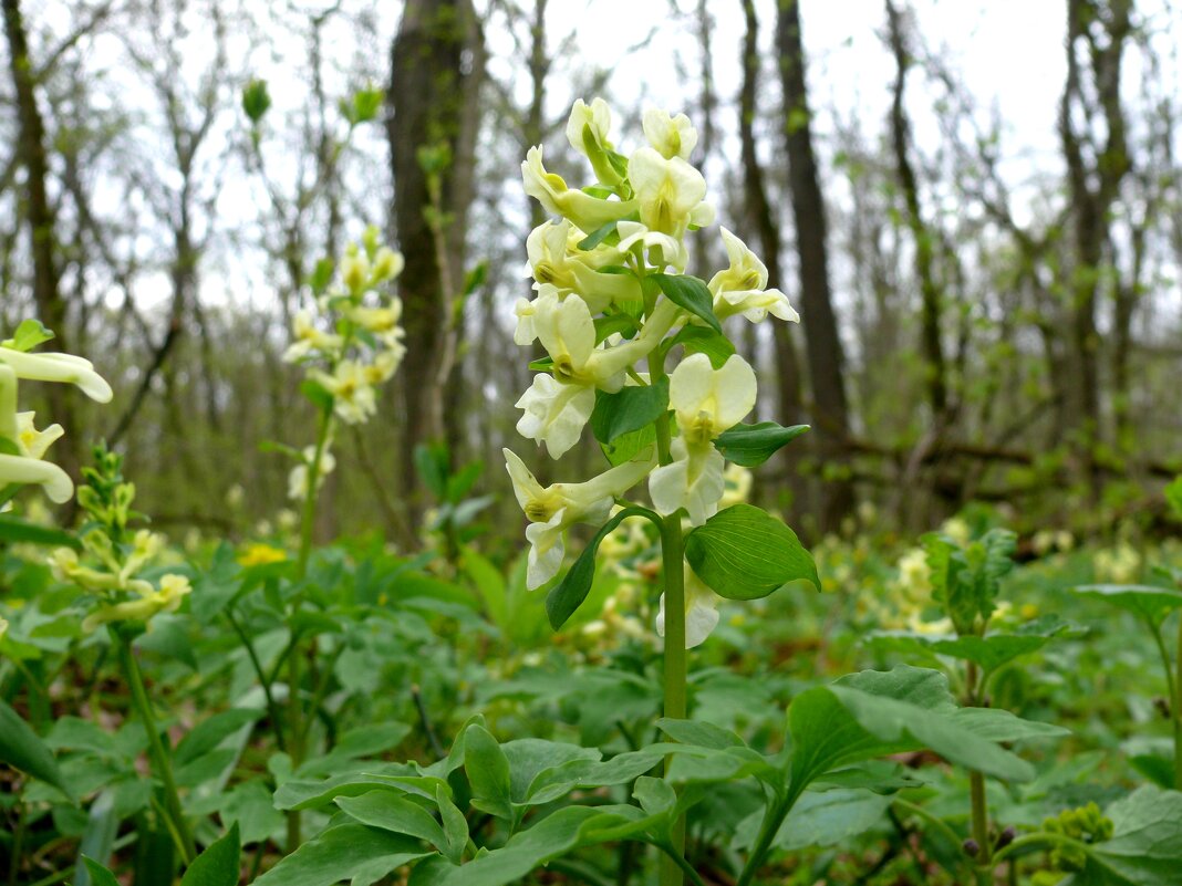 Хохлатка Маршалла - Елена Елена