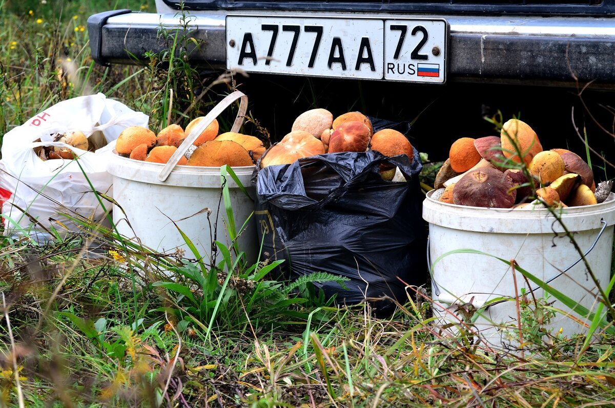 Тихая охота. - Михаил К