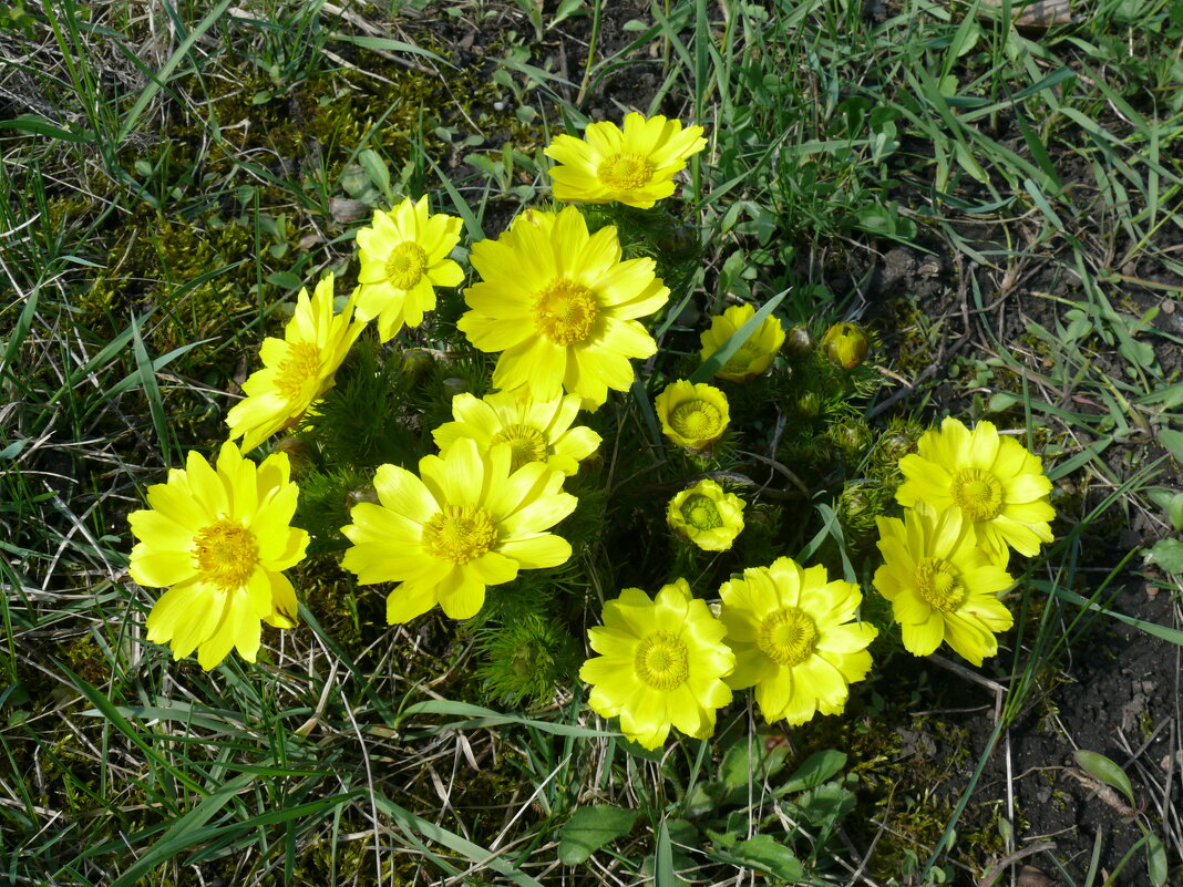 Адонис весенний - Елена Елена