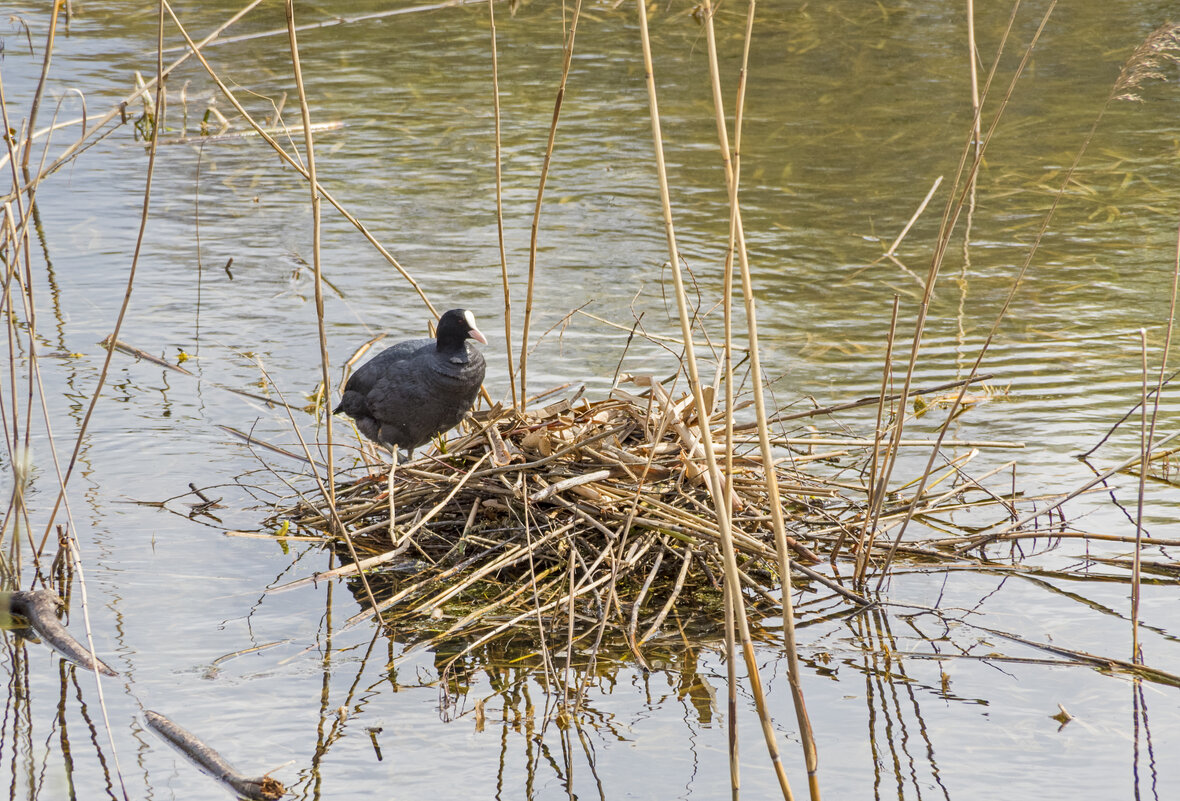 Лысуха у гнезда. - Сергей Фомичев