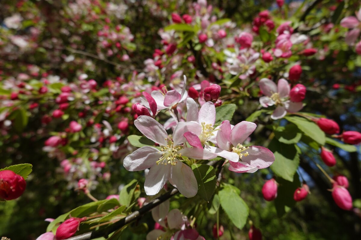 Розовая нежность – Яблони в цвету... - Галина 