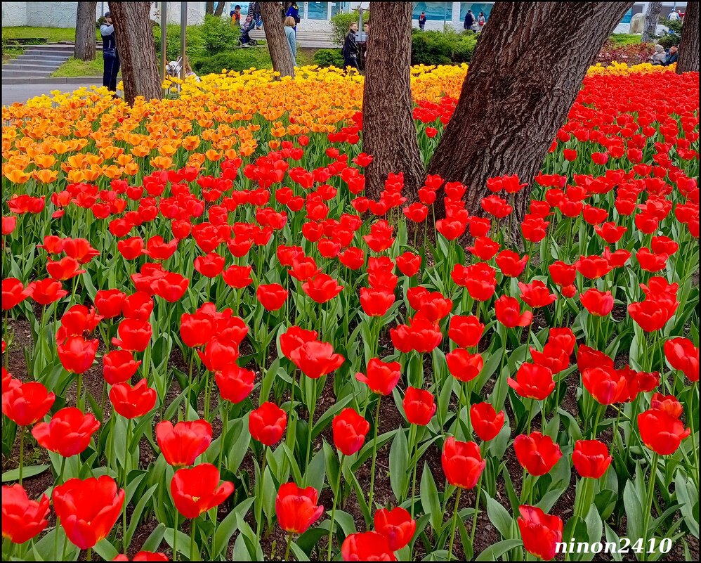 Тюльпаны в ростовском зоопарке... - Нина Бутко
