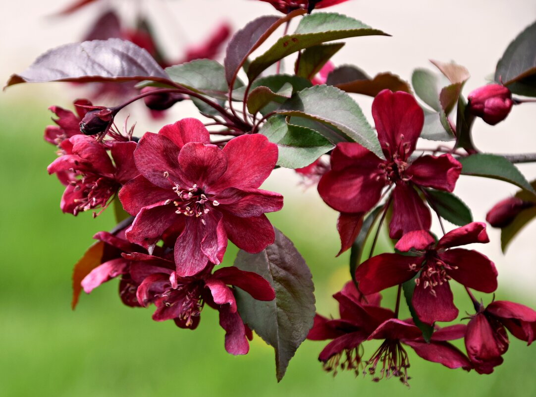 Апрель. Яблоня - Павленко Михаил 