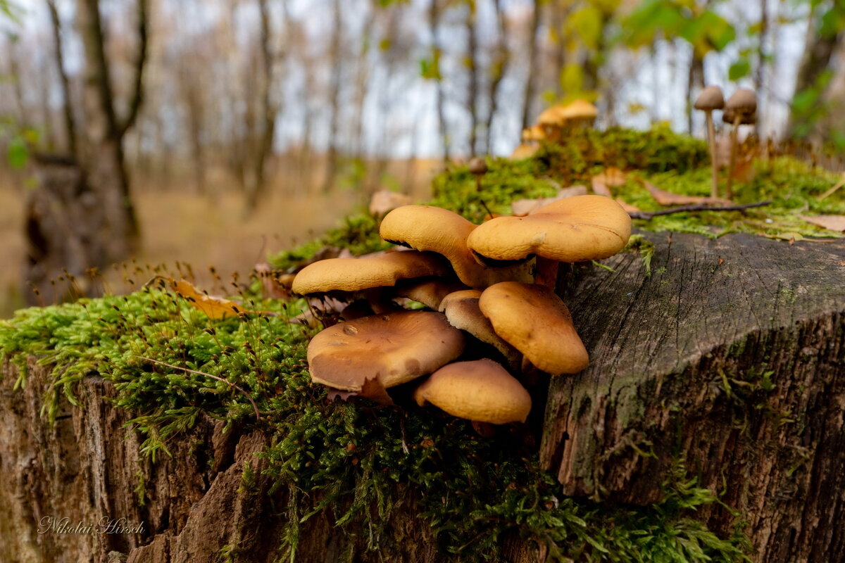 Грибы из пенька... - Николай Гирш