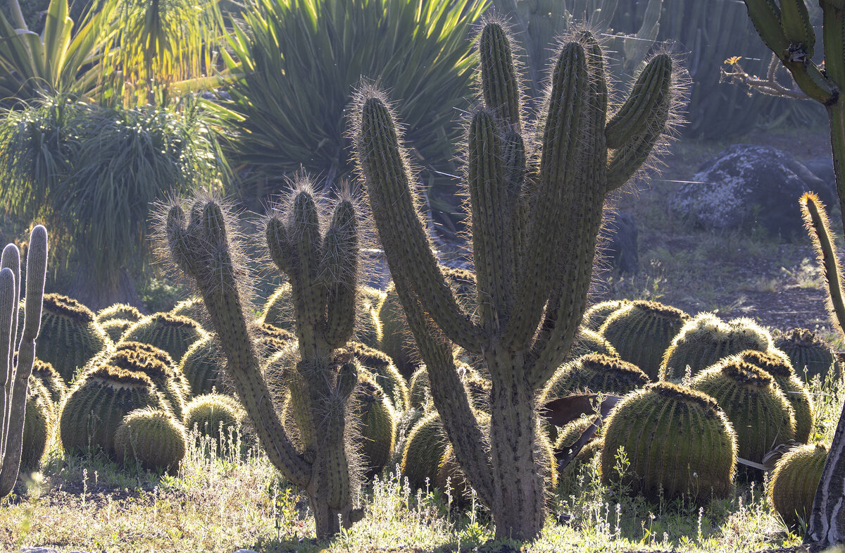 *** - Alexander Amromin