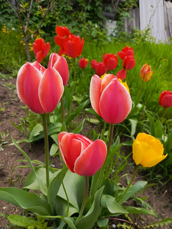 Тюльпаны - Татьяна Пальчикова