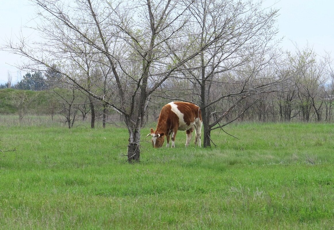 Пасмурная весна. На первой траве. - Natali 