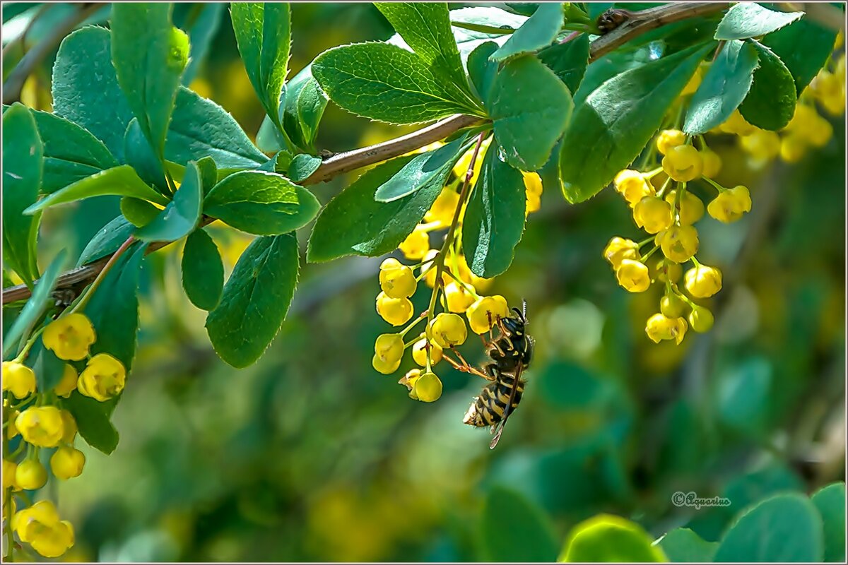 Про лето... - Aquarius - Сергей
