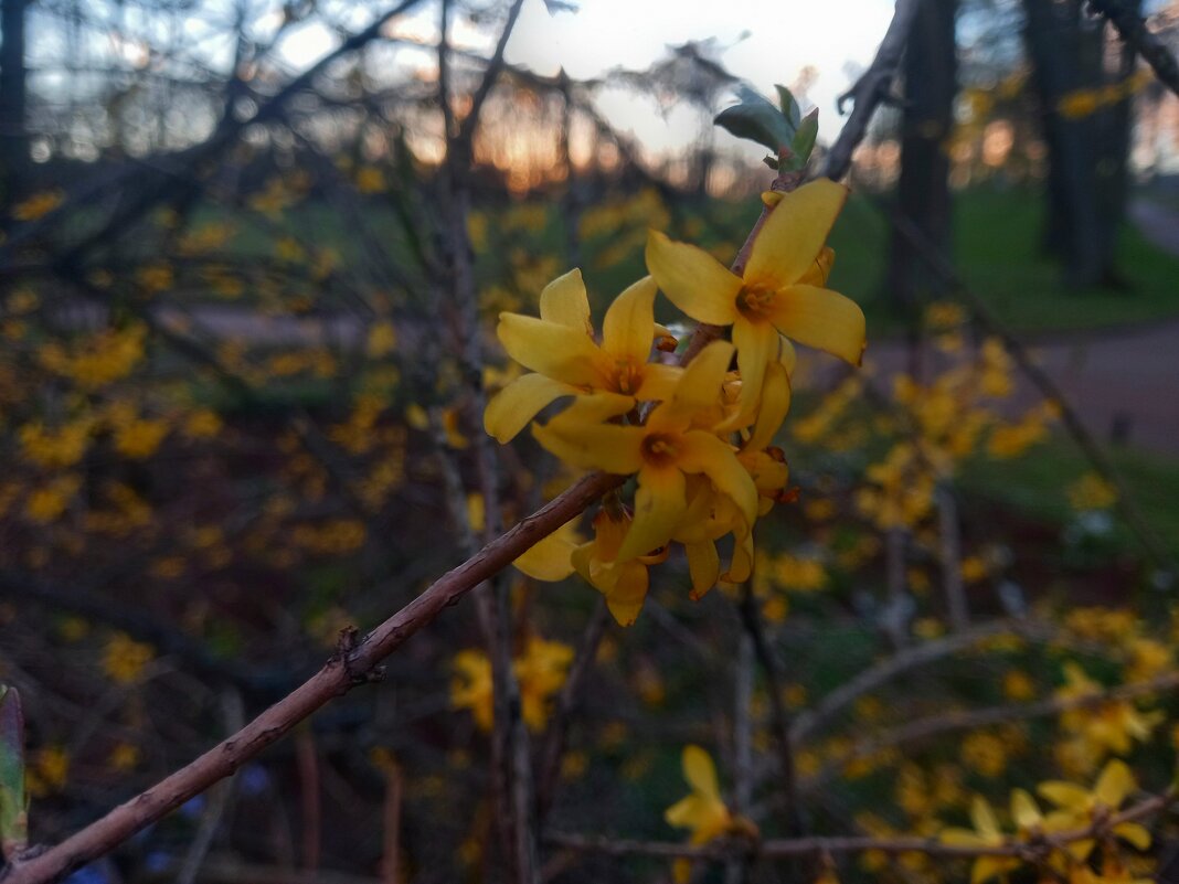 Форзиция - Сапсан 