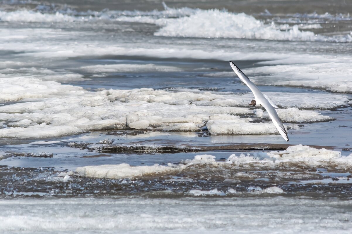 *** - Виктор Иванович Чернюк