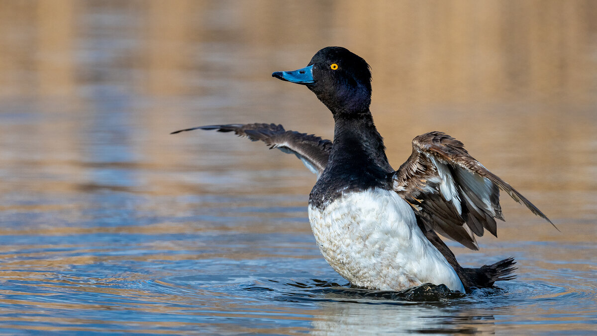 Хохлатая чернеть - Владимир Лазарев