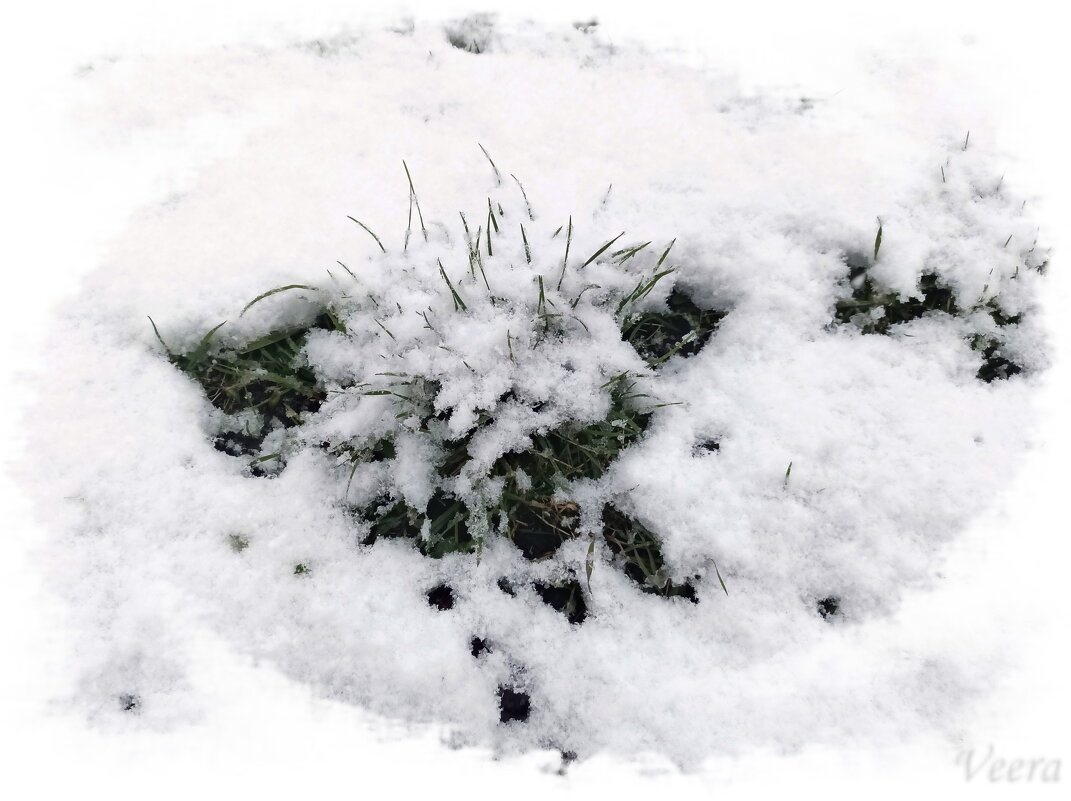 Заснеженный ёжик ) - Veera V