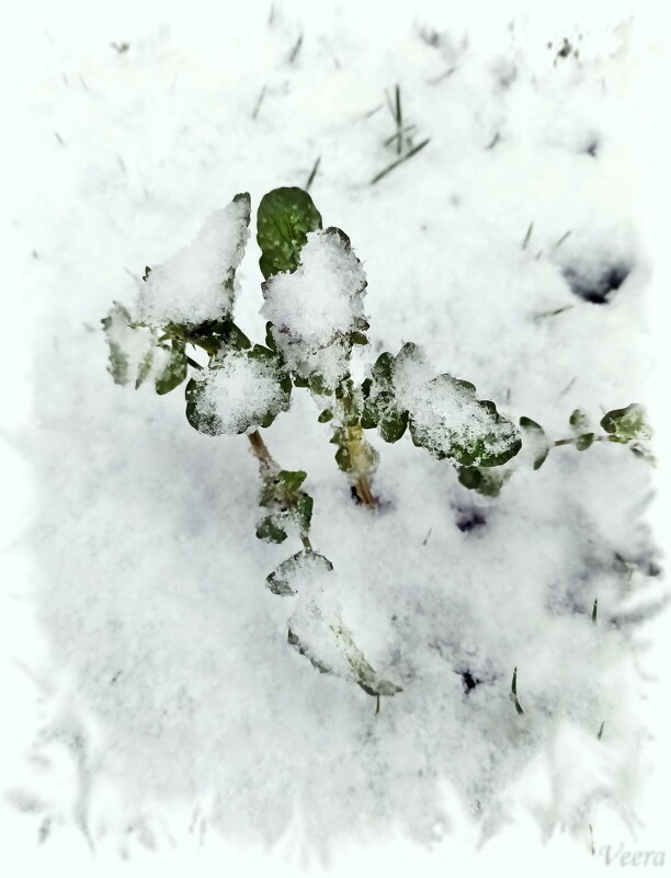 Снегопад,  снегопад... - Veera V